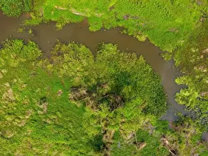 Caiman Prints: Close-up drone shot of the bright green flooded grasslands of the Pantanal in Brasil