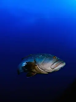 Ray Finned Prints: Close-up Dusky Grouper Epinephelous marginatus in Mediterranean sea