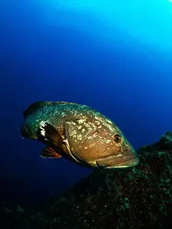 Ray Finned Prints: Close-up Dusky Grouper Epinephelous marginatus in Mediterranean sea