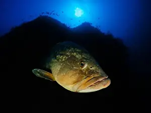 Ray Finned Prints: Close-up Dusky Grouper Epinephelous marginatus in Mediterranean sea in Medes Islands on blue background looking