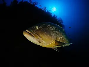 Ray Finned Prints: Close-up Dusky Grouper Epinephelous marginatus in Mediterranean sea in Medes Islands on blue background looking