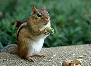 Comical Prints: Close-up of an Eastern chipmunk (Tamias striatus) holding an acorn in its paws