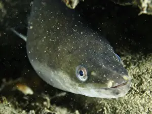Water Body Prints: Close-up of a European eel (Anguilla anguilla) on a sandy bottom