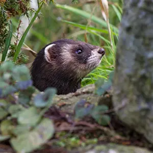Europea Prints: Close-up of a European polecat (Mustela putorius) poking its head out of a hole / burrow