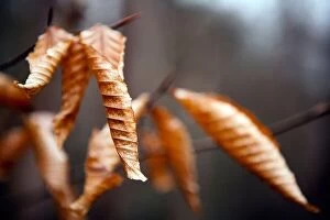 Forest Collection: Close-up of Fall Leaves - Pisgah National Forest - near Brevard, North Carolina USA