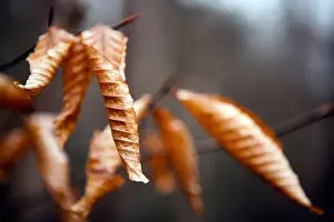 Close-up of Fall Leaves - Pisgah National Forest - near Brevard, North Carolina USA