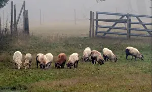 In A Row Prints: Close-up of a flock of sheep grazing in a field on a foggy day, British Columbia, Canada