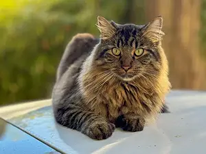 Tabby Prints: Close-up of a fluffy longhaired tabby cat sitting outdoors in sunlight