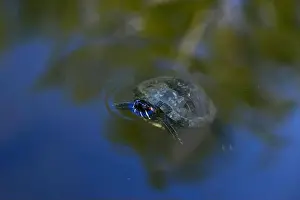 Terrapin Prints: Close-up of Freshwater Turtle is swimming in the lake