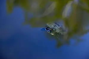Terrapin Prints: Close-up of Freshwater Turtle is swimming in the lake