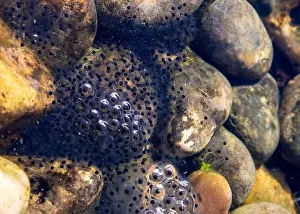 New Life Prints: Close-up of frogspawn among smooth river rocks submerged in clear water