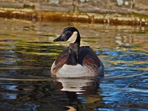 Bird Portrait Prints: Close-up frontal view of a canadian goose (branta canadensis) on the pond in the Rheinaue park in Bonn