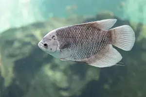 Fishtank Prints: Close-up of Giant Gourami floating under the water. Side view of Giant Gourami