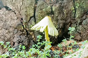 Tear Prints: Close-up of a Gilled Mushroom Growing Beside A Dried Tree
