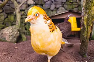 Tropical Bird Prints: Close-up of a Golden Pheasant with vibrant golden and red feathers in a zoo enclosure