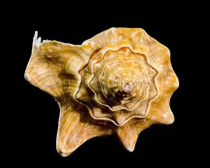 Strombus Costatus Prints: Close-up of a golden Strombus costatus seashell against a black background