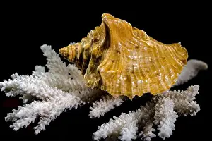 Strombus Costatus Prints: Close-up of a golden Strombus costatus seashell resting on a white coral branch against a black background