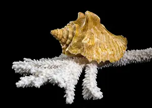 Strombus Costatus Prints: Close-up of a golden Strombus costatus seashell resting on a white coral branch against a black background