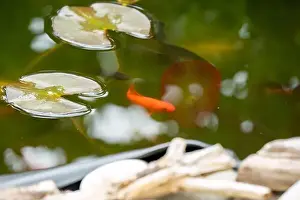 close-up of goldfish (Carassius auratus) surface swimming amongst lily pads
