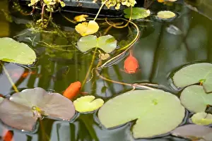 close-up of goldfish (Carassius auratus) surface swimming amongst lily pads