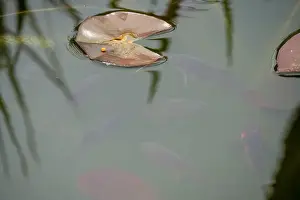 Goldfish Prints: close-up of goldfish (Carassius auratus) surface swimming amongst lily pads