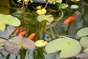 Goldfish Prints: close-up of goldfish (Carassius auratus) surface swimming amongst lily pads