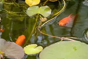 Goldfish Prints: close-up of goldfish (Carassius auratus) surface swimming amongst lily pads