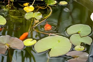 Goldfish Prints: close-up of goldfish (Carassius auratus) surface swimming amongst lily pads
