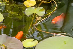 Goldfish Prints: close-up of goldfish (Carassius auratus) surface swimming amongst lily pads