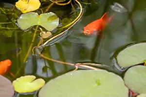 Goldfish Prints: close-up of goldfish (Carassius auratus) surface swimming amongst lily pads