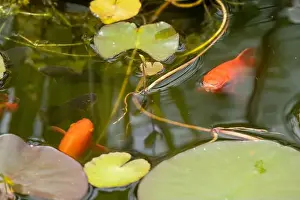 Goldfish Prints: close-up of goldfish (Carassius auratus) surface swimming amongst lily pads