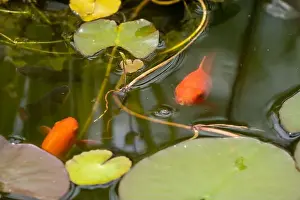Goldfish Prints: close-up of goldfish (Carassius auratus) surface swimming amongst lily pads