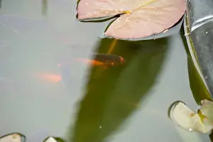 Goldfish Prints: close-up of goldfish (Carassius auratus) surface swimming amongst lily pads