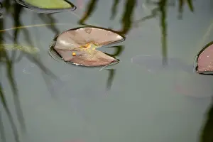 Goldfish Prints: close-up of goldfish (Carassius auratus) surface swimming amongst lily pads