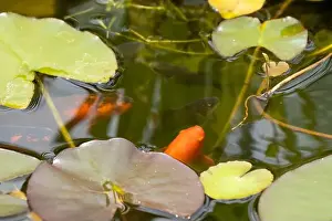 Goldfish Prints: close-up of goldfish (Carassius auratus) surface swimming amongst lily pads