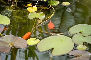 Goldfish Prints: close-up of goldfish (Carassius auratus) surface swimming amongst lily pads