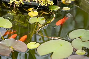Goldfish Prints: close-up of goldfish (Carassius auratus) surface swimming amongst lily pads