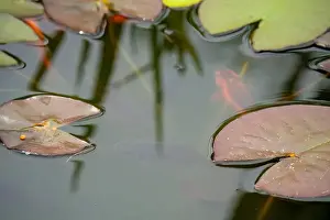 Goldfish Prints: close-up of goldfish (Carassius auratus) surface swimming amongst lily pads