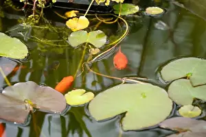 Goldfish Prints: close-up of goldfish (Carassius auratus) surface swimming amongst lily pads