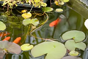 Goldfish Prints: close-up of goldfish (Carassius auratus) surface swimming amongst lily pads