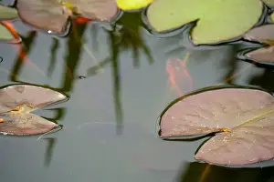 Goldfish Prints: close-up of goldfish (Carassius auratus) surface swimming amongst lily pads