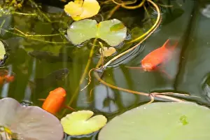 Goldfish Prints: close-up of goldfish (Carassius auratus) surface swimming amongst lily pads