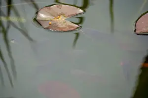 Goldfish Prints: close-up of goldfish (Carassius auratus) surface swimming amongst lily pads