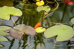 Goldfish Prints: close-up of goldfish (Carassius auratus) surface swimming amongst lily pads