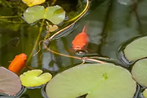 Goldfish Prints: close-up of goldfish (Carassius auratus) surface swimming amongst lily pads