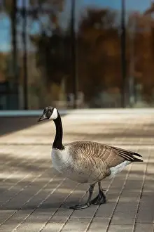 Contemplative Prints: Close-up of goose with feathers