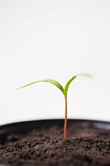New Growth Prints: Close-up of a grass seedling emerging through soil in flower pot