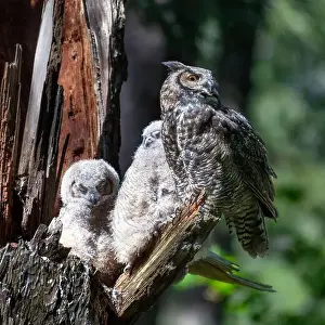 In A Row Prints: Close-up of a Great Horned Owl and two Owlets in a tree, British Columbia, Canada