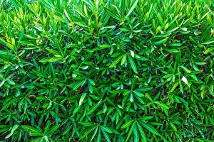 Oleander Prints: Close-up of green oleander leaves densely growing together