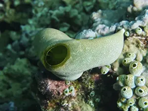 Sea Squirt Prints: Close-up of a Green Urn Sea Squirt (Didemnum molle) on a coral reef